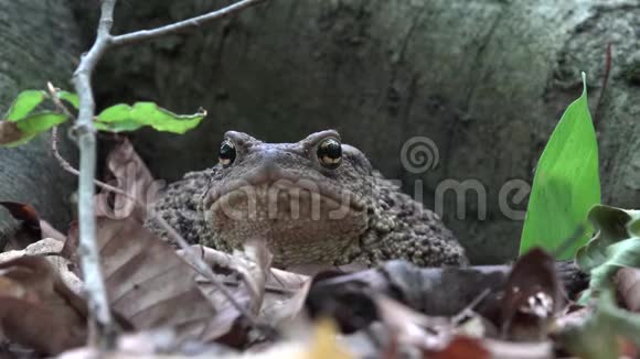 森林特写中的青蛙树叶中的蟾蜍日光浴木材中的动物宏观景观视频的预览图