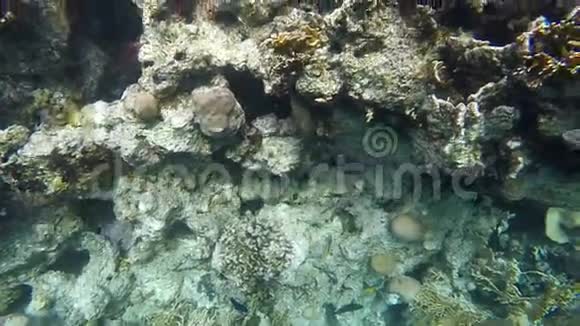 在珊瑚中寻找食物的鱼慢动作视频的预览图