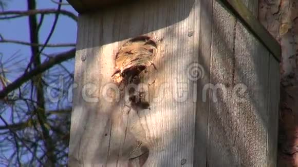 松树筑巢箱中常见的黄蜂窝视频的预览图