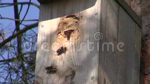 栖息在鸟星巢箱中的黄蜂视频的预览图
