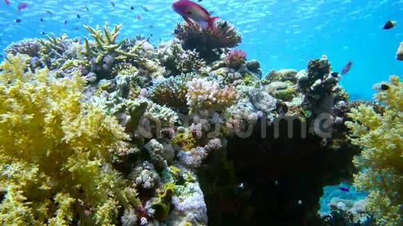 年鱼海金鱼群斯夸米平尼斯和双色大鸨在珊瑚礁上游泳视频的预览图