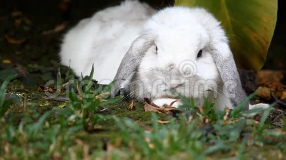 白色荷兰罗普兔躺在花园里视频的预览图