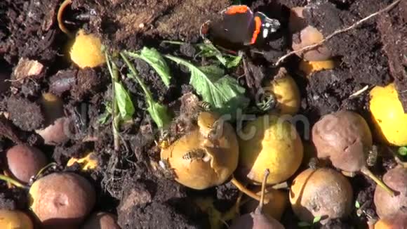 黄蜂和蝴蝶在堆肥堆里吃梨视频的预览图