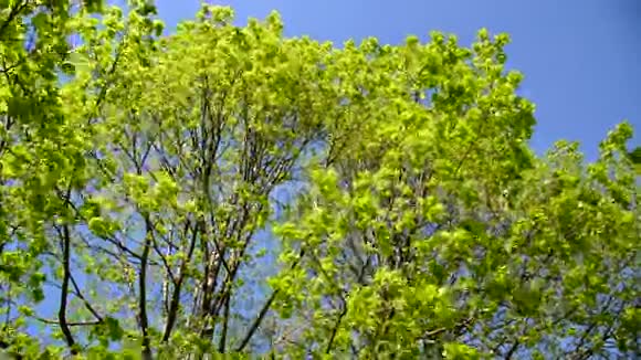 五月树木上鲜艳茂盛的叶子视频的预览图
