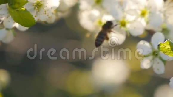 春白花和蜜蜂慢动作视频的预览图