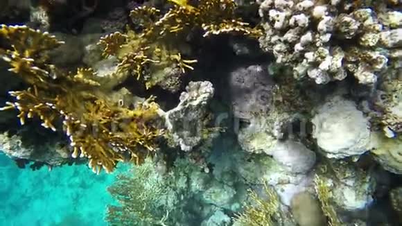 珊瑚礁和海床慢动作视频的预览图