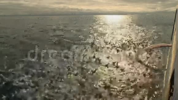 海鸥成群结队地从船上捞到废物视频的预览图