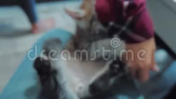 一个人和一只小猫玩耍他的手放在膝盖上小猫是播放美丽的生活方式可爱的有趣视频猫猫视频的预览图