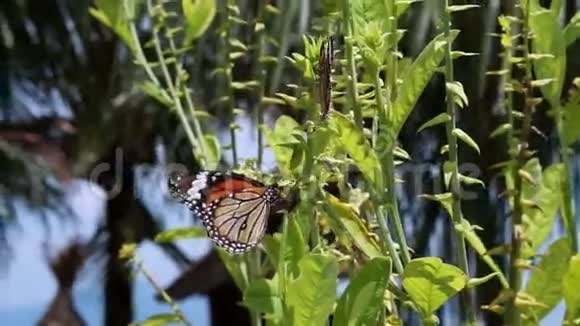两只蝴蝶在植物周围的视频视频的预览图