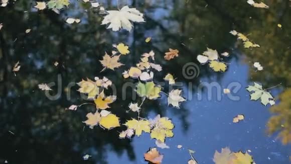 水中树木的倒影池塘上的黄橙叶视频的预览图