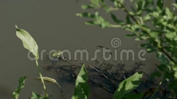 池塘水中绿色棕色青蛙座沼泽视频的预览图