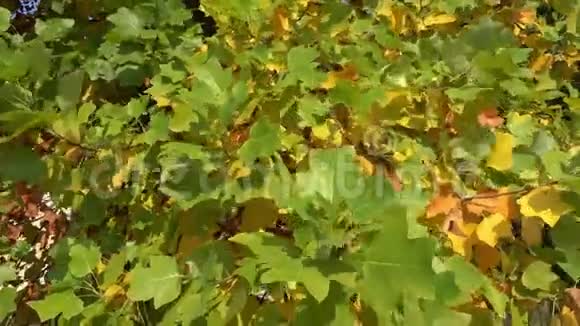 秋天的叶子在太阳上秋天树上的叶子视频的预览图