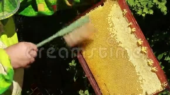 施蜜者收集蜂蜜视频的预览图