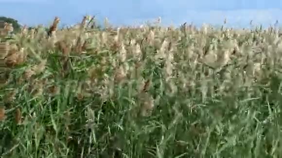绿苇在风中摇曳视频的预览图