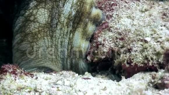 八爪鱼在水下蒙面在马尔代夫海底寻找食物视频的预览图