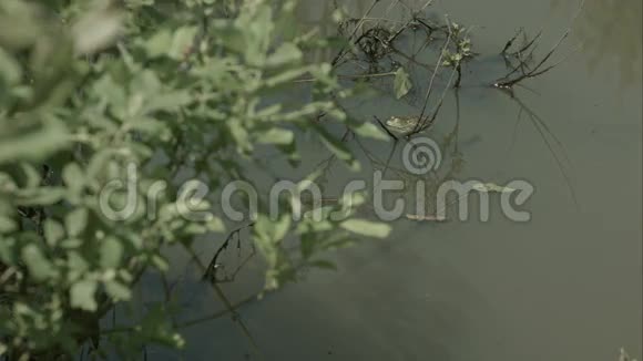 湿地带水生植物沼泽植被视频的预览图