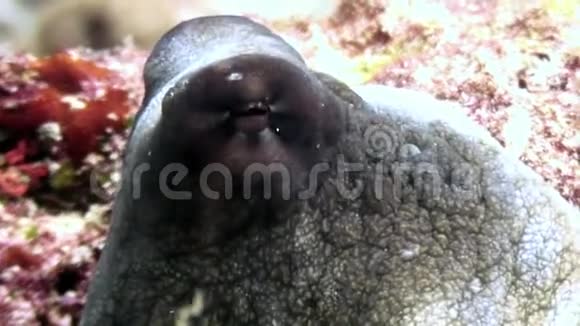 八爪鱼在水下蒙面在马尔代夫海底寻找食物视频的预览图