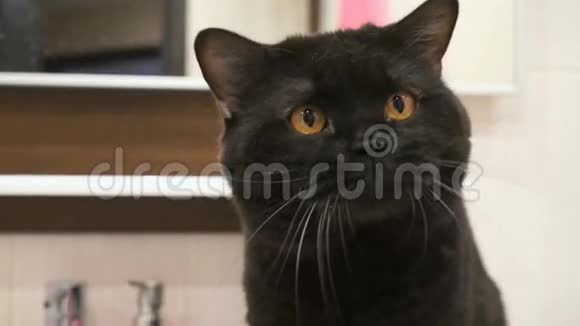 英国黑猫有着橙色的眼睛用爪子抓着相机视频的预览图