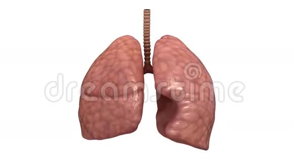健康的人肺视频的预览图