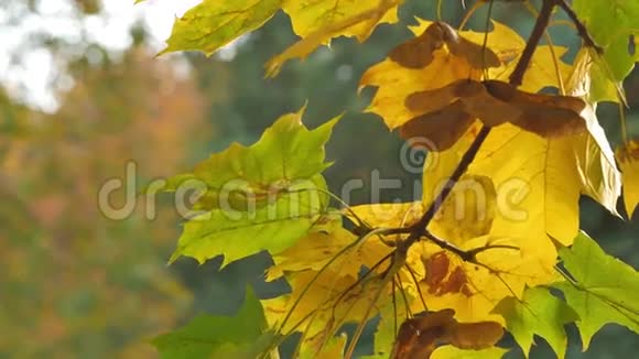 秋天色彩鲜艳的枝干在秋天公园的背景上有明亮的叶子视频的预览图