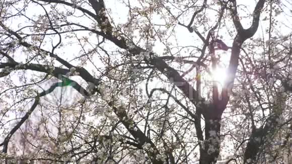 樱桃李树鲜花和阳光4k慢动作视频的预览图
