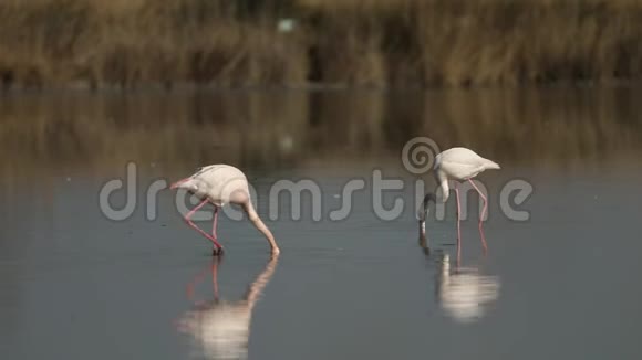 湖上的粉红色火烈鸟腓尼基翅目鸟池塘里美丽的白色粉红鸟环境中的水鸟卡玛格弗兰视频的预览图