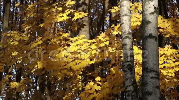 枫林的黄色树枝视频的预览图