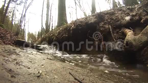 美丽的小溪在美丽的森林里视频的预览图