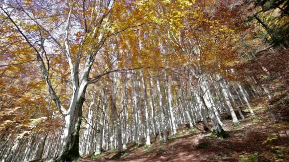 在意大利托斯卡纳的ForesteCasentinesi公园从下面看到的树木视频的预览图