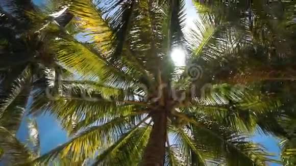从低角度看棕榈树和椰子太阳耀斑视频的预览图