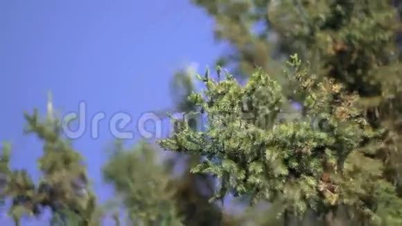 松树和天空视频的预览图