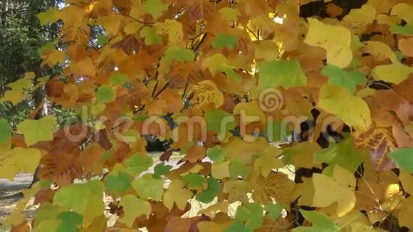 秋天的叶子在太阳上秋树上的叶子视频的预览图