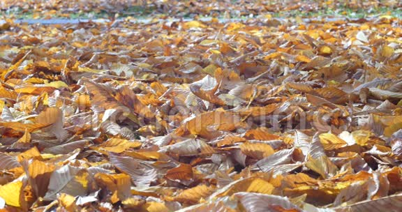 秋叶的抽象背景视频的预览图