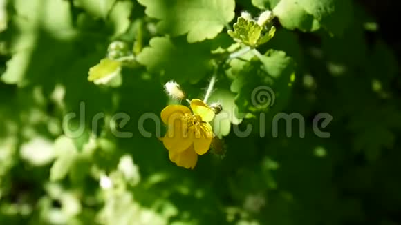 切利多姆马格斯春季背景模糊的大草兰黄色的蓬松花录像镜头高清视频的预览图