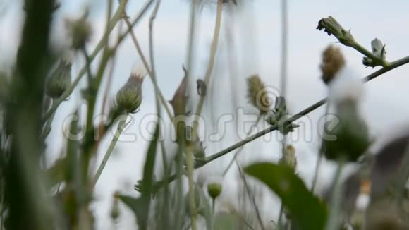 高草和野花视频的预览图