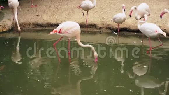 粉红火烈鸟在池塘特写模糊的背景视频的预览图