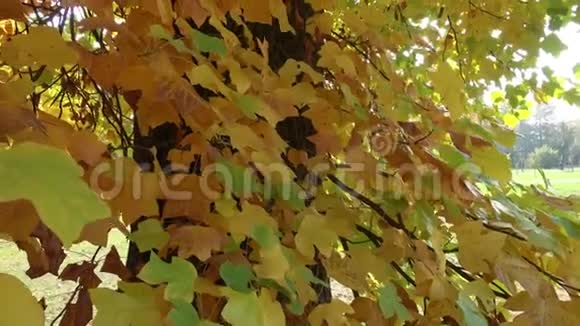秋天的叶子在太阳上秋树上的叶子视频的预览图