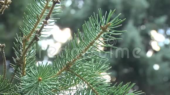 夏天的松树视频的预览图