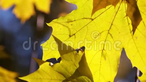 秋天的枫叶关上门视频的预览图