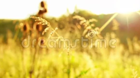 草原草和蜘蛛网和太阳视频的预览图