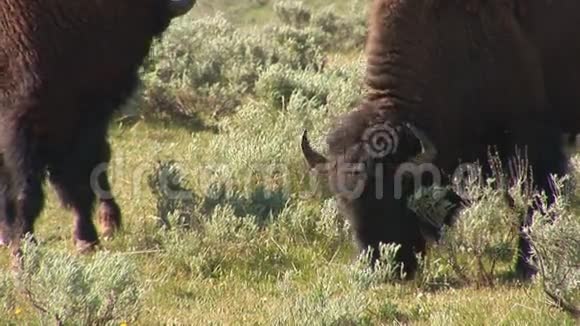 黄石国家公园的野牛视频的预览图