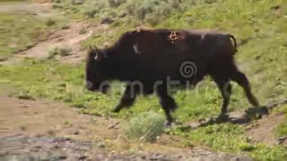黄石国家公园的野牛视频的预览图