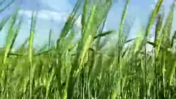 绿色黑麦在风中摇曳失去视频的预览图