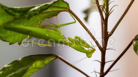 绿色螳螂在摇摆的叶子上视频的预览图