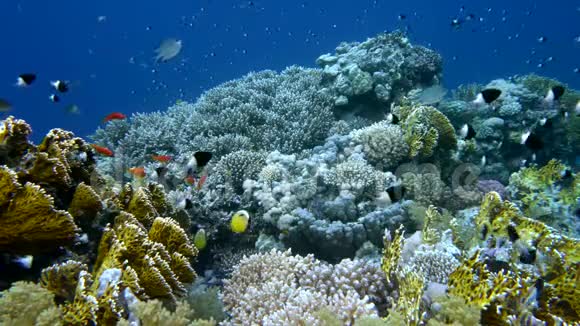 年鱼海金鱼群斯夸米平尼斯和双色大鸨在珊瑚礁上游泳视频的预览图