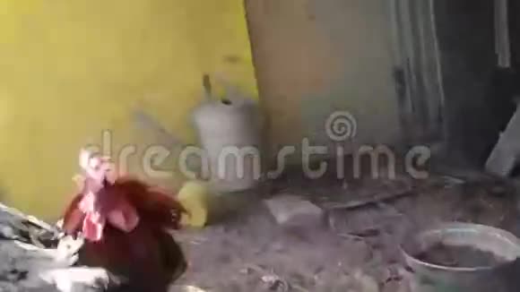两个公鸡在棚子里打架视频的预览图