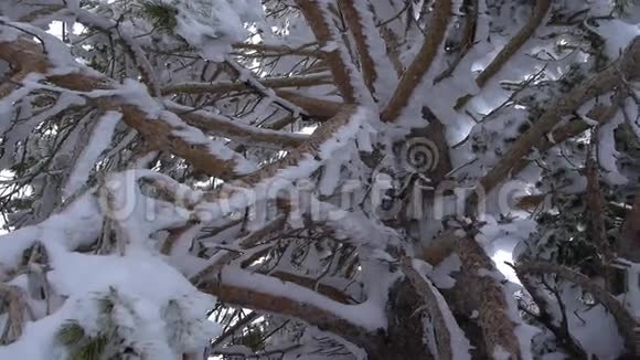 细节冰树枝视频的预览图