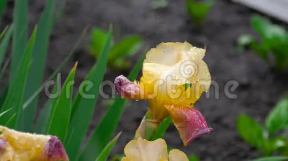 潮湿的黄色紫色虹膜在雨中视频的预览图