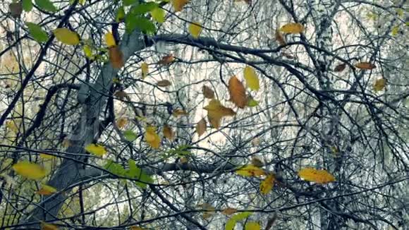 秋天树枝上黄色和棕色的叶子视频的预览图