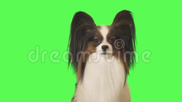美丽的狗Papillon在绿色背景的股票视频上与摄像机交谈视频的预览图